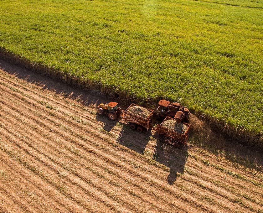 Aerial view of a tractor with two trailers and a harvester working in a sugar cane field, with uncut crops on one side and harvested rows on the other.