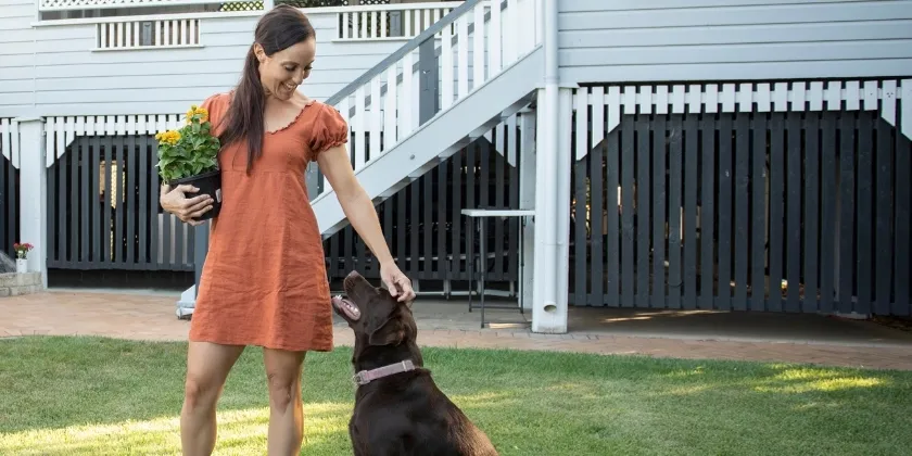 Person standing on a grassy backyard lawn beside a raised house, holding a plant and interacting with a sitting dog near outdoor stairs and a deck.