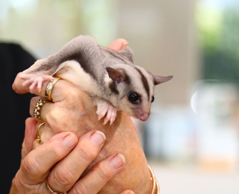 Far North Queensland Wildlife Rescue - Mobile.jpg